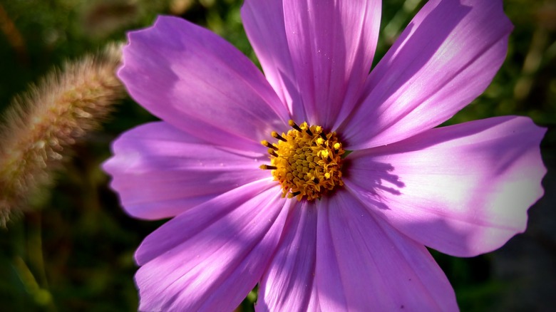 Purple Mexican aster