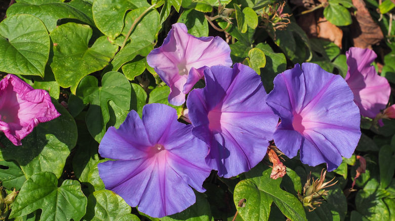 Purple morning glory