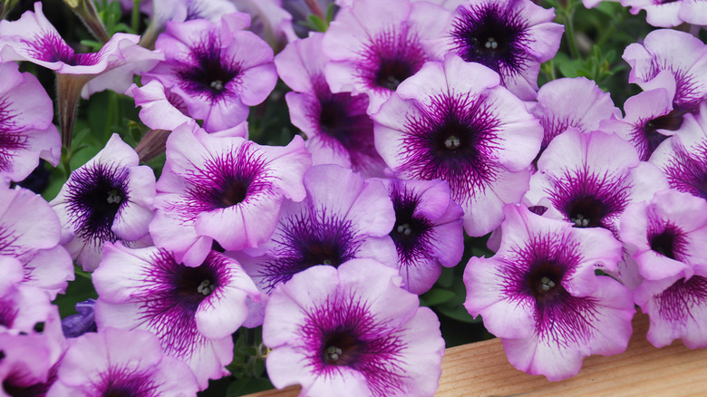 Petunia in purple