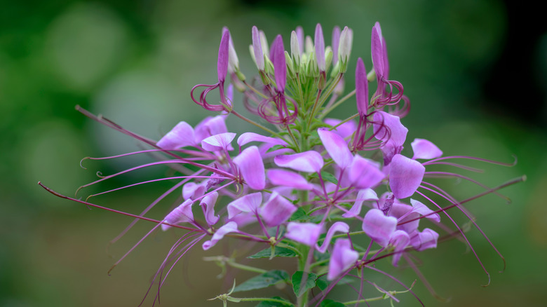 Spider flower 