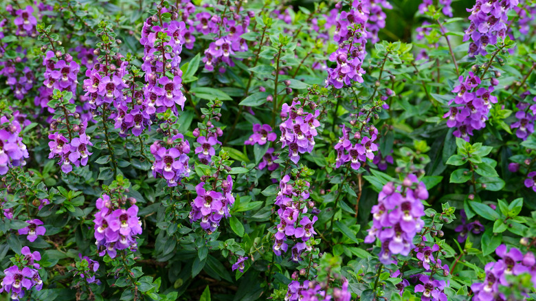 Summer snapdragons