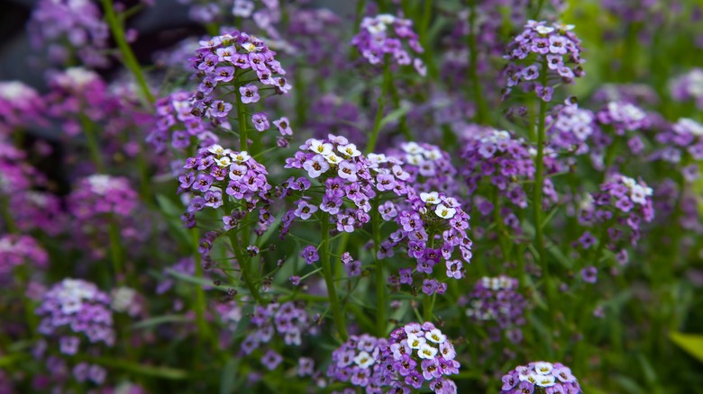 Sweet alyssum in purple