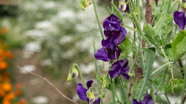 Purple sweet peas