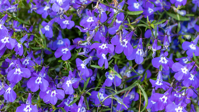 Trailing lobelia in purple