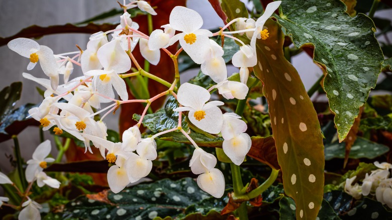 begonia plant 