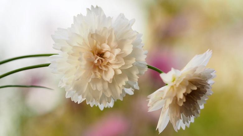 snow puff cosmos