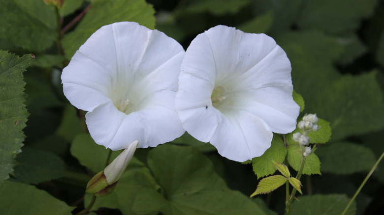 moonflowers