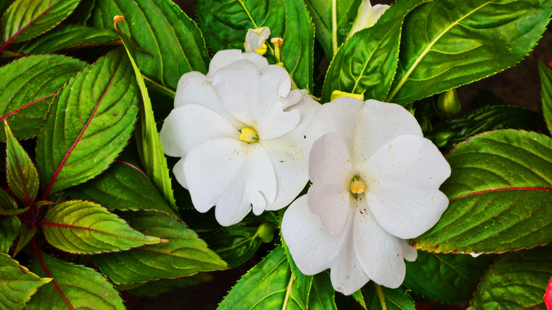 new guinea impatiens