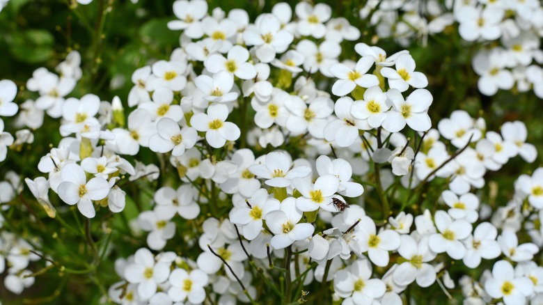 sweet alyssum 