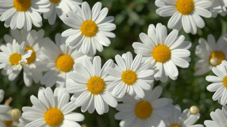 Argyranthemum