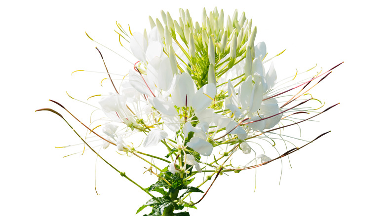 white spider flower 