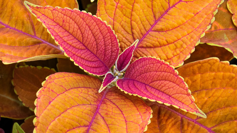 orange coleus