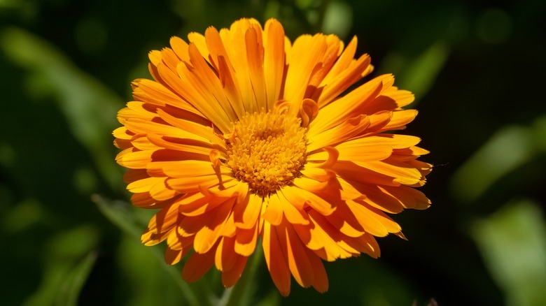 orange calendula