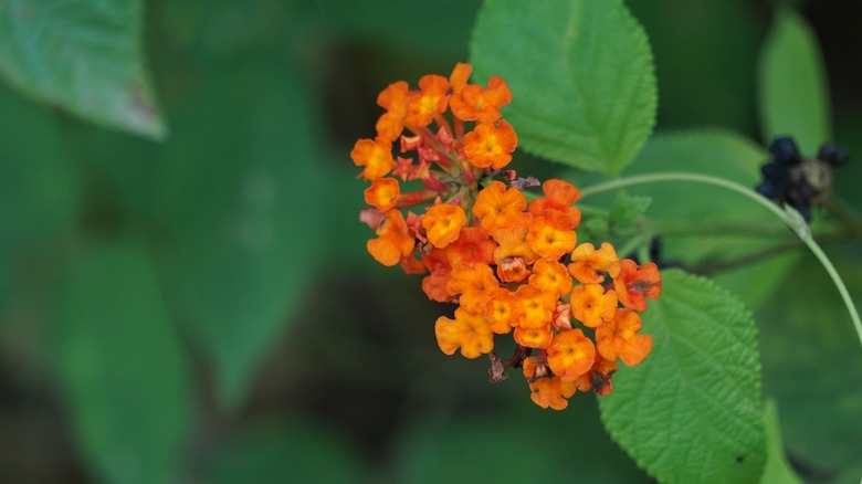 orange lantana