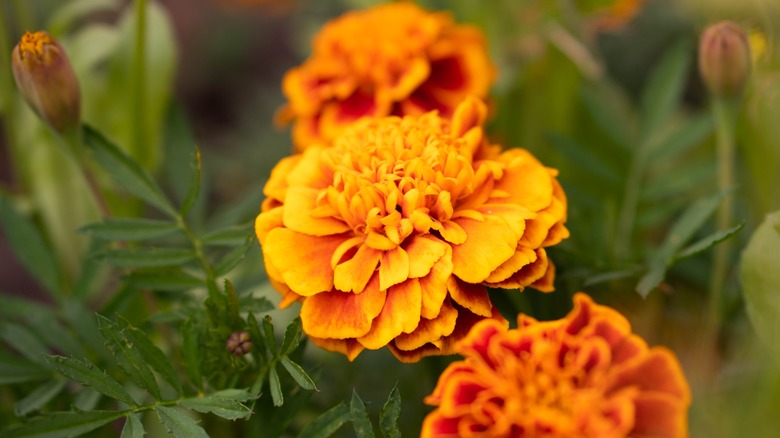 orange marigold