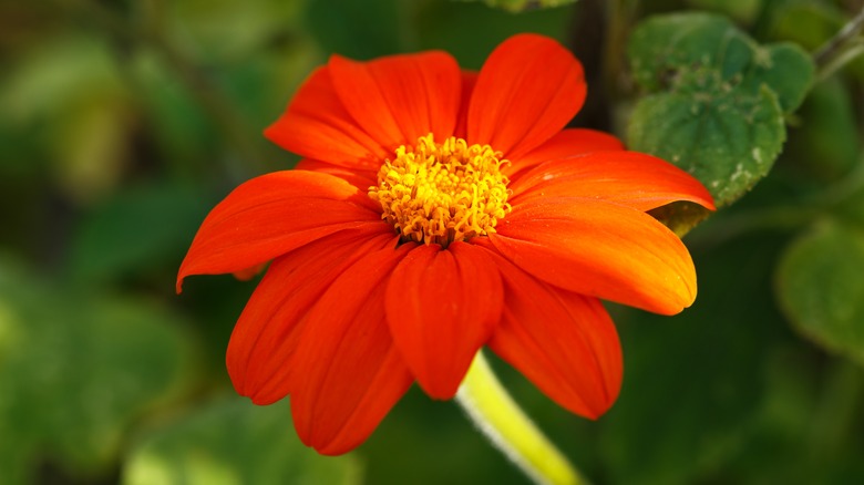 orange sunflower 