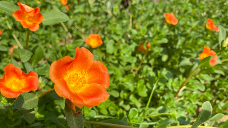 orange purslane