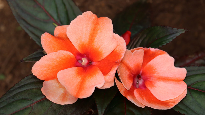 orange new guinea