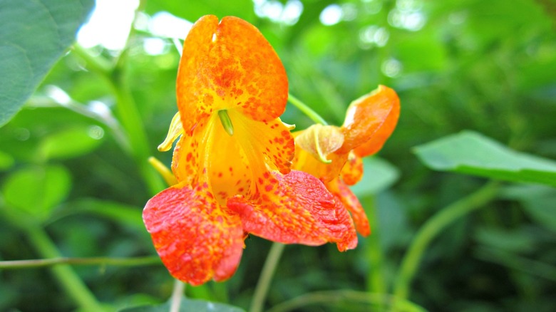 orange jewelweed