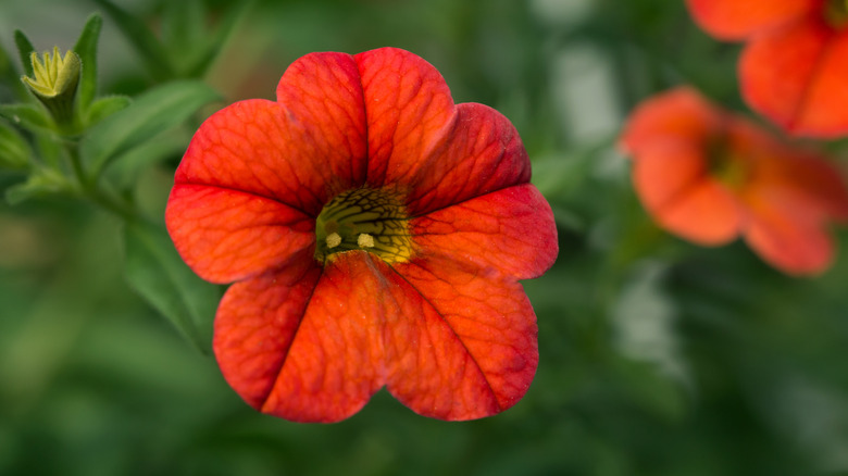 orange calibrachoa