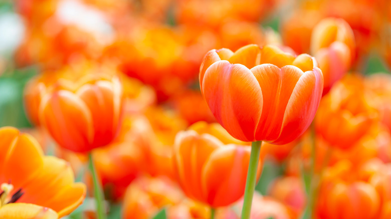 orange tulip