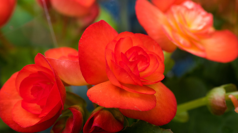 red begonia flower blooming