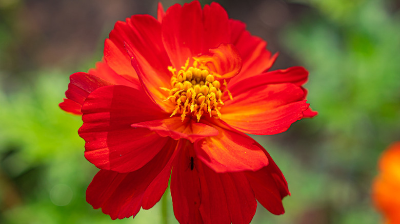 red cosmo blooming 