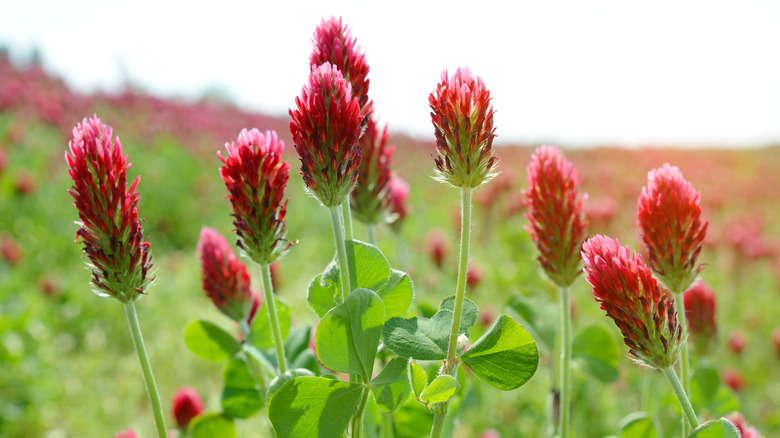 crimson clover growing in field