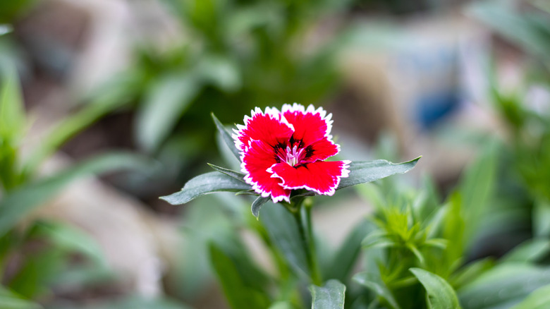 closeup of red dianthus flower