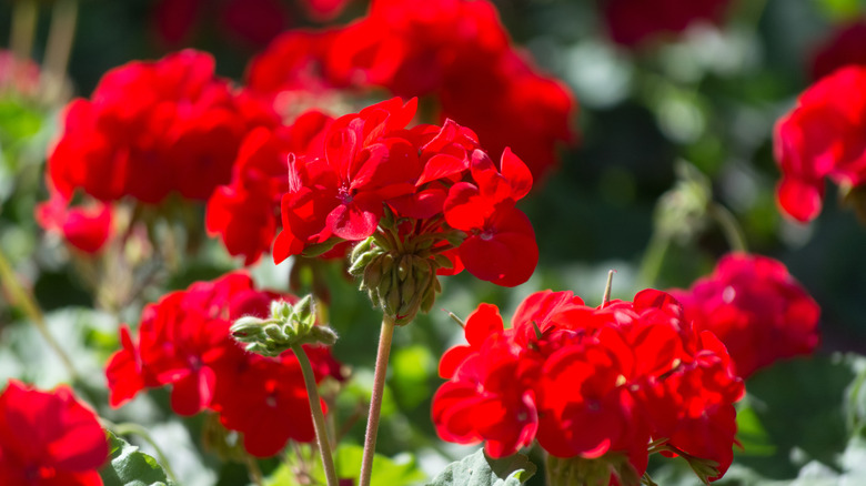 group of geraniums blooming