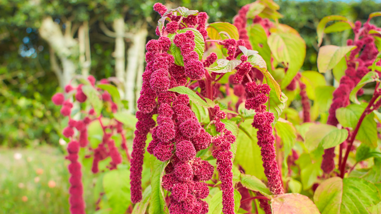 Love lies bleeding plant