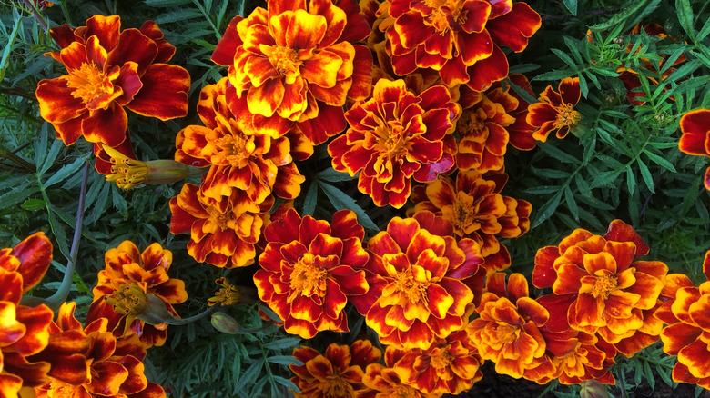 red and yellow marigold blooms