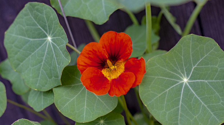 single red nasturtium bloom