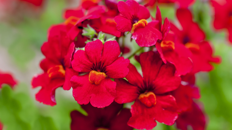 red nemesia flowers 