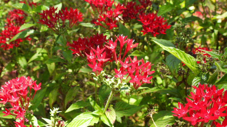 red pentas in full bloom