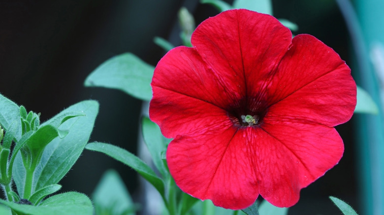 red petunia flower blooming