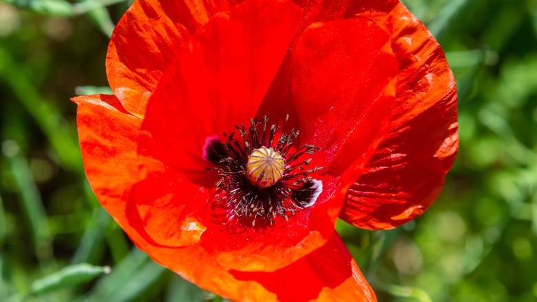 singular red poppy bloom