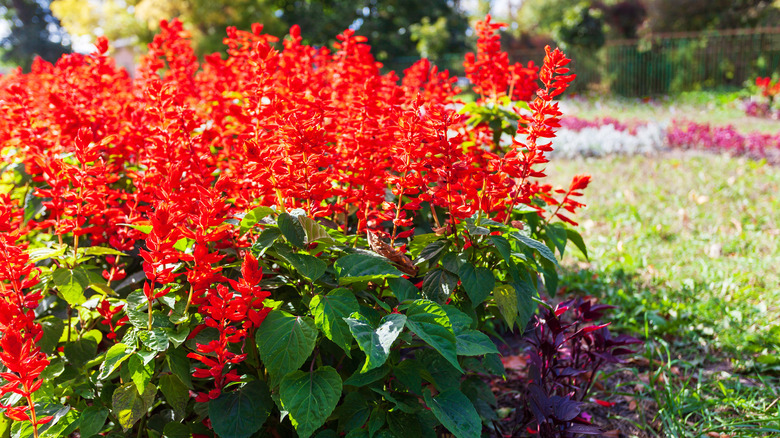 red salvia plant blooming