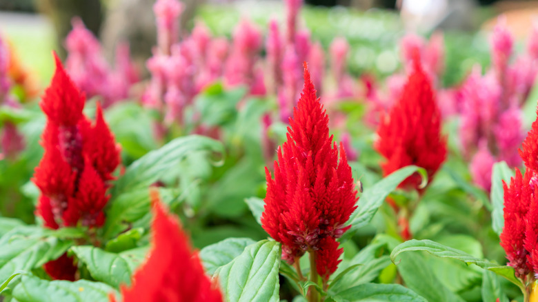 large red woolflowers blooming