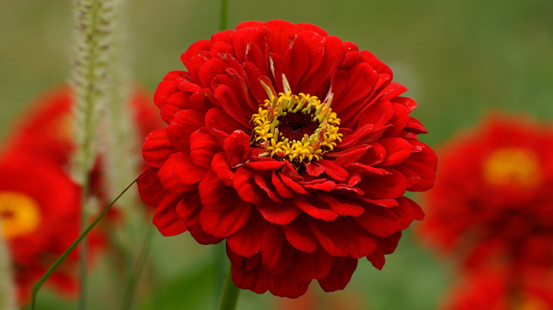 large red zinnia bloom