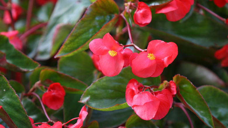 Begonia x hybrida Dragon Wing