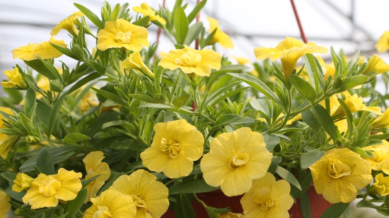 Calibrachoa flowers million bells