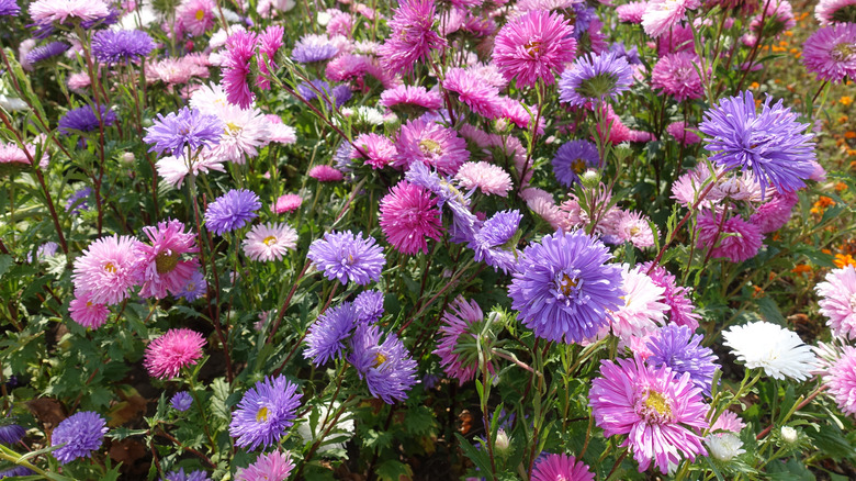 Callistephus chinensis china asters