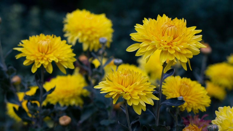 Chrysanthemums flowers in yellow 