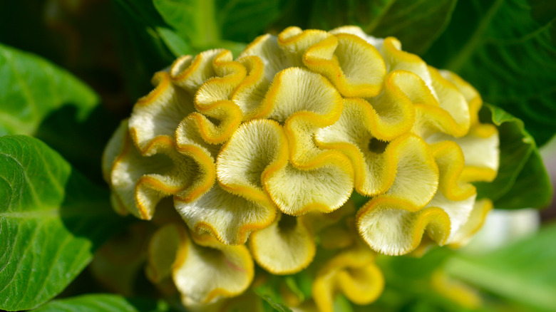 Celosia cristata cockscomb