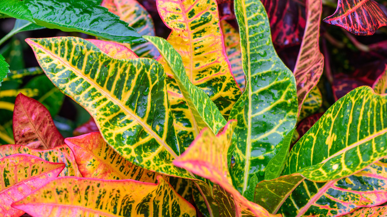 Codiaeum variegatum croton plants