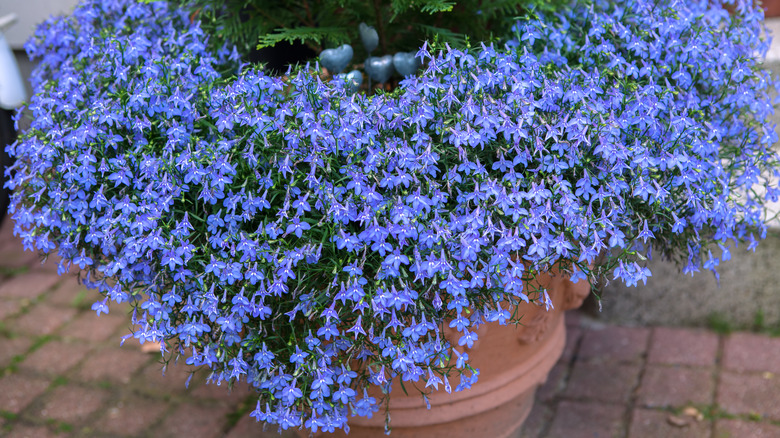 Lobelia erinus potted