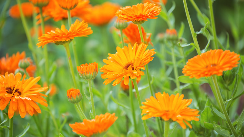 Calendula officinalis marigolds