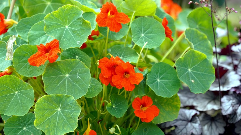 nasturtium flowers 