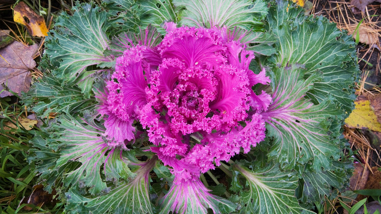 Brassica oleracea var. acephala kale